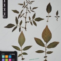 CIP 760259_HHCH 4562_03.jpg