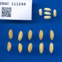IRGC 111299 Seed Photo