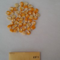 CIMMYTMA 4971 - Reference Inventory.jpg