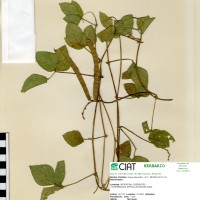 4476 herbarium