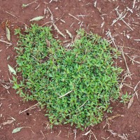 Stylosanthes humilis 12371p.JPG