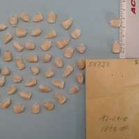 CIMMYTMA 5472 - Reference Inventory.jpg