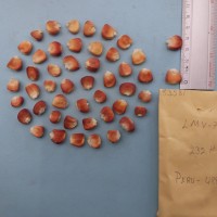 CIMMYTMA 8358 - Reference inventory.jpg