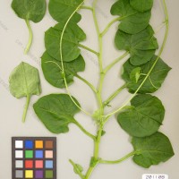 CIP 201108 Herbarium