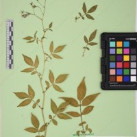 CIP 761070_OCHS 11297_18.jpg