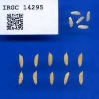 IRGC 14295 Seed Photo