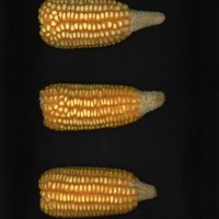 CIMMYTMA 28901 BOZM 0026 AF19A-0903-69 E1.jpg