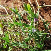 Vicia sativa 7686 flower.JPG