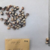 CIMMYTMA 586 - Reference Inventory.jpg