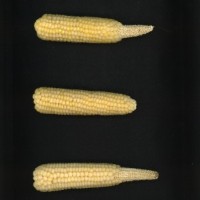 CIMMYTMA 26607 ARZM 05 020 AF19A-0903-168 E.jpg