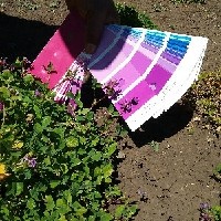 102015(Trifolium decorum2195).jpg