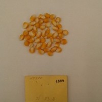 CIMMYTMA 4989 - Reference Inventory.jpg