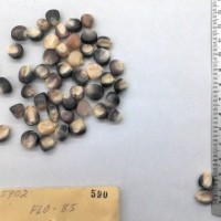 CIMMYTMA 590 - Reference Inventory.jpg