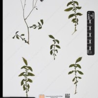 CIP 762915_SSTH 7397_10.jpg