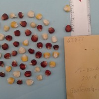 CIMMYTMA 6385 - Reference Inventory.jpg