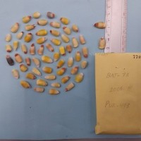 CIMMYTMA 7702 - Reference inventory.jpg