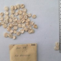 CIMMYTMA 393 - Reference Inventory.jpg