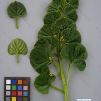 CIP 201005 Herbarium