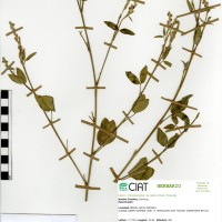 9601 herbarium