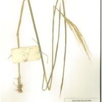 IRGC 89130 Herbarium