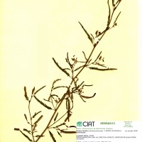 7560 herbarium