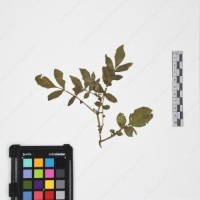 CIP 765704_RPSP 016_01.jpg