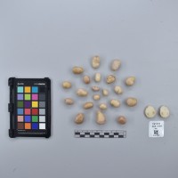 CIP761031_OCH 11965_T.JPG