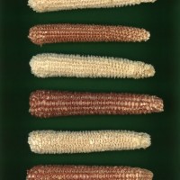 CIMMYTMA 26824 GUAN 416 BA22U-2903-73 C.jpg