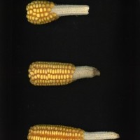 CIMMYTMA 20362 VERA 116 AF17A-0903-116 E1.jpg