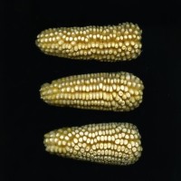 CIMMYTMA 19376 TLAX 157 TC24U-2903-173 E1.jpg