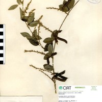 9550 herbarium
