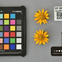 CIP 205021 (flower).jpg