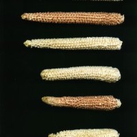 CIMMYTMA 7748 PUEB 739 BA24U-2903-132 C.jpg