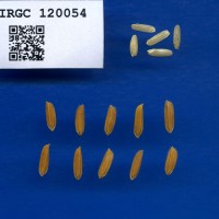IRGC 120054 Seed Photo