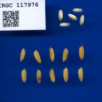 IRGC 117976 Seed Photo