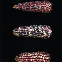 CIMMYTMA 8572 MEXI 578 BA23U-2903-10 E.jpg