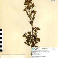 50 herbarium