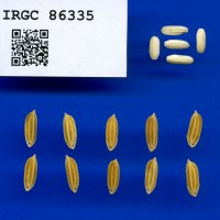 IRGC 86335 Seed Photo