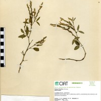9063 herbarium