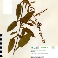 21979 herbarium