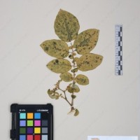 CIP 761194_OCHS 11298_03.jpg