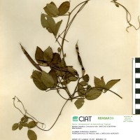 15426 herbarium