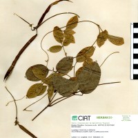 15869 herbarium