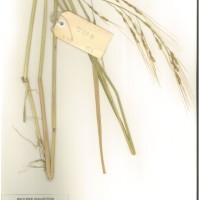 IRGC 92703 Herbarium