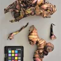 CIP 206022 (rhizome).JPG