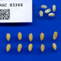 IRGC 83366 Seed Photo