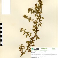 11599 herbarium