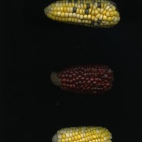 CIMMYTMA 8905 ECUA 881 TC24U-2903-248 E1.jpg