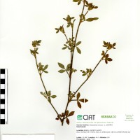 10067 herbarium
