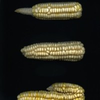 CIMMYTMA 25656 ARZM 14 036 AF18A-0903-88 E1.jpg